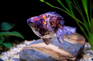 Риукин ситцевый